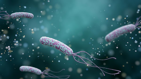 Helicobacter pylori Bakterien, Probiotics